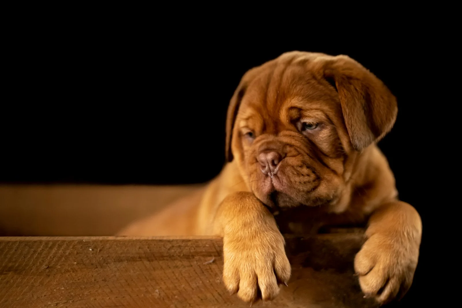 Raw Dog Food vs Gently Cooked Nutrition and Safety Scientific Analysis