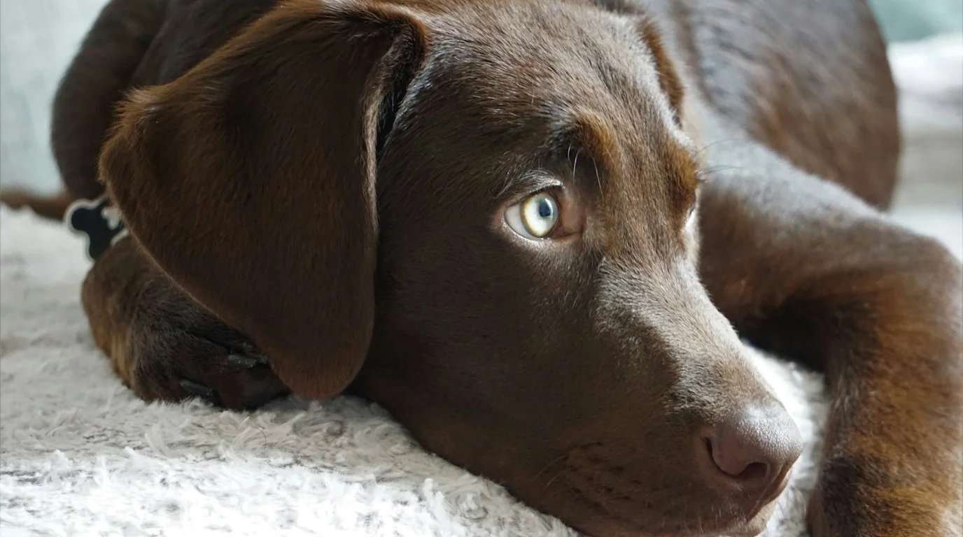 Dog happily eating nutritious dinner from food bowl on floor