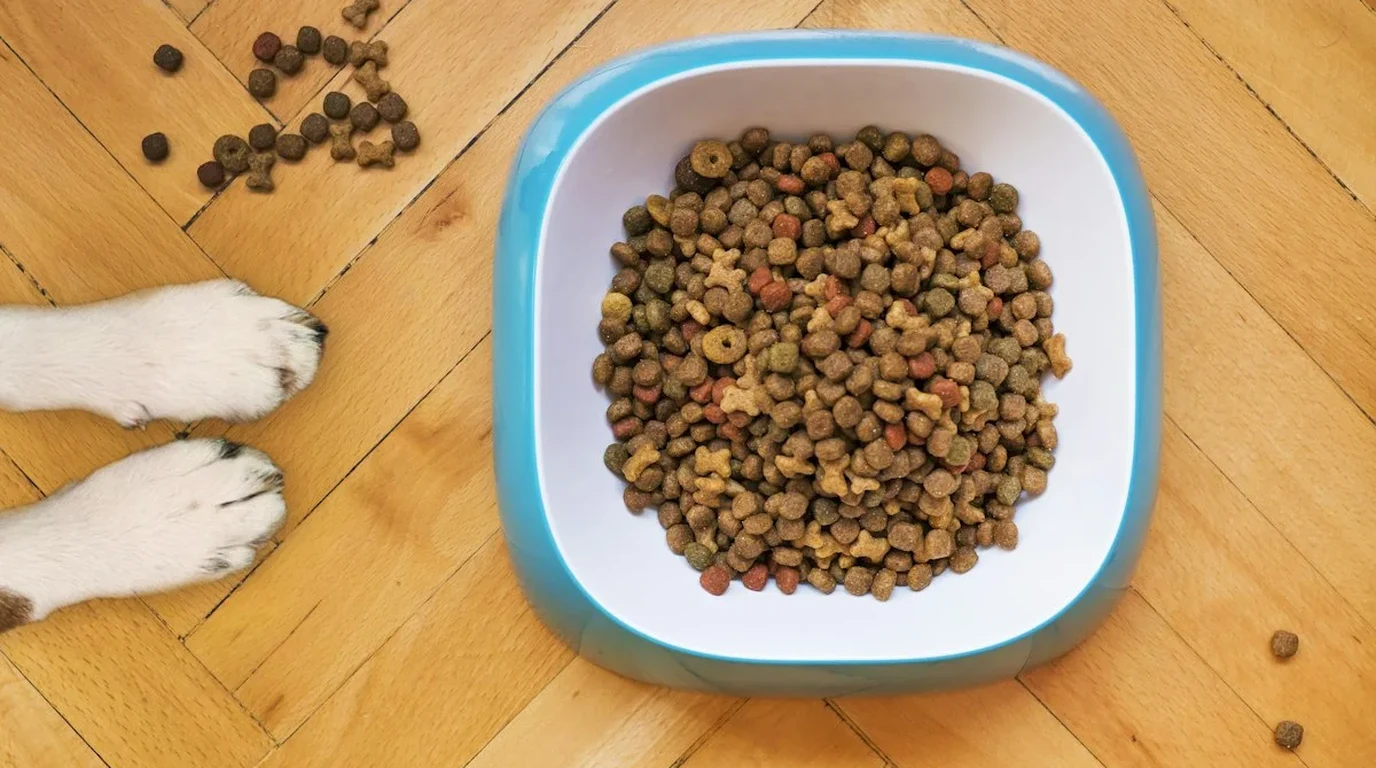 Nutritionally balanced fresh dog meal featuring lean meats, organ meats, pureed leafy greens, and fresh blueberries in ceramic bowl