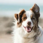 Senior Dog Back Leg Weakness: Arthritis vs Nerve Loss