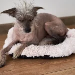 Senior Dog Vestibular Disease: Stroke vs Inner Ear Signs