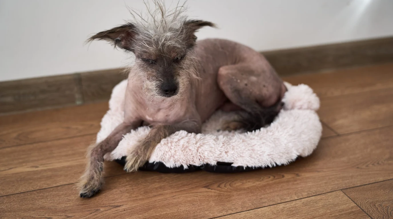 Senior Dog Resting Comfortably with Padded Bedding for Vestibular Recovery