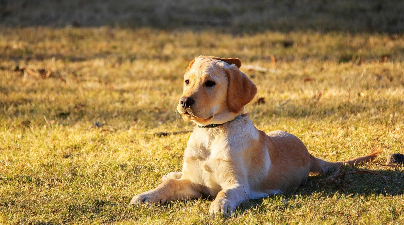 Small Dog vs Large Dog Breed Longevity Comparative Aging Biology