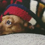 Dachshund IVDD: Back Injury Prevention & Recovery