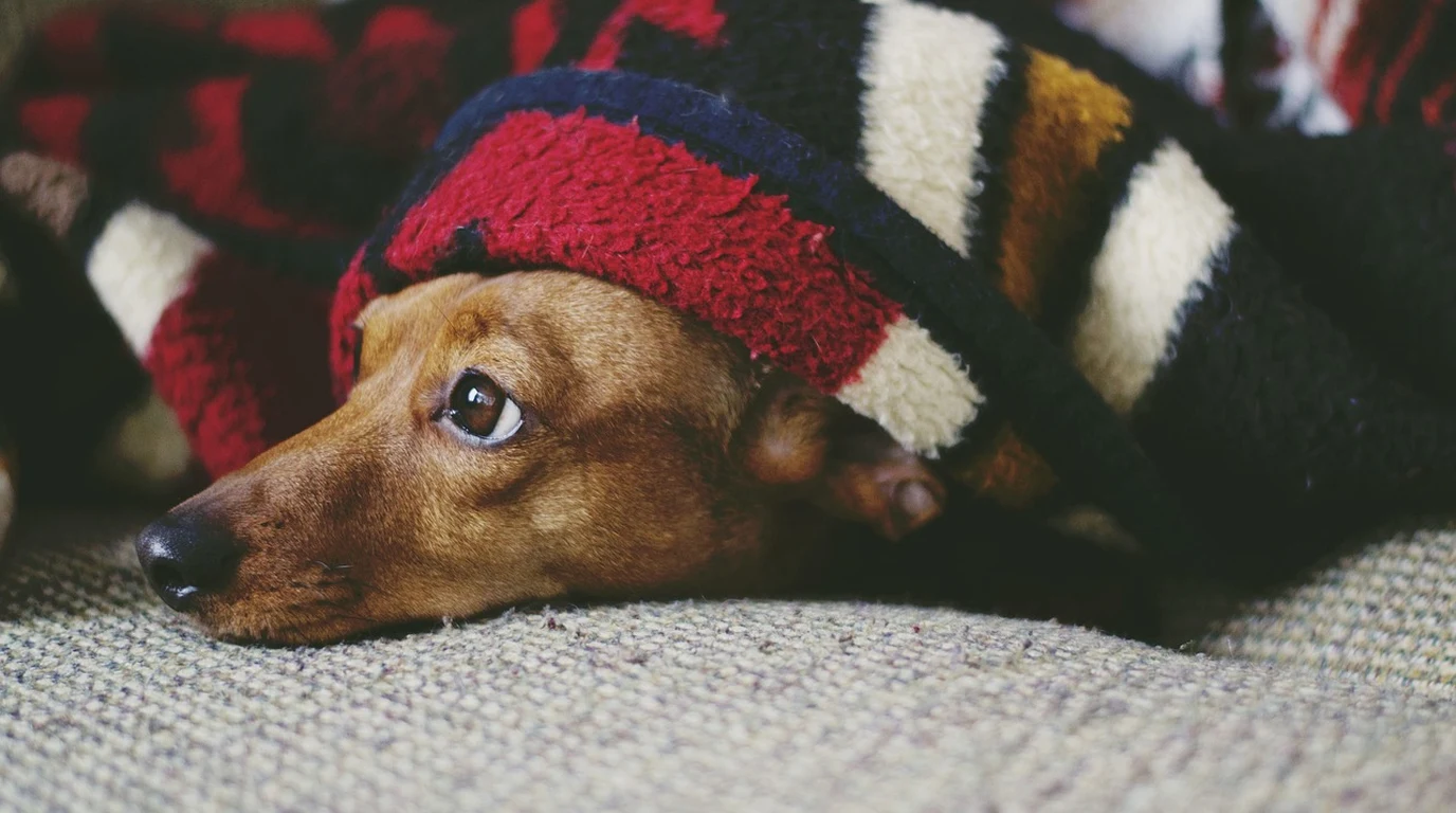 dachshund-ivdd-back-injury-prevention-recovery