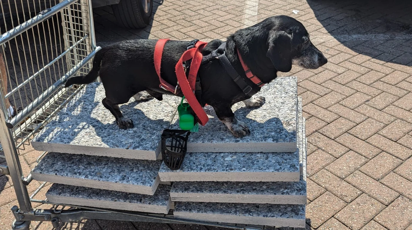 Dachshund Spine Health: IVDD Prevention & Stage Scale