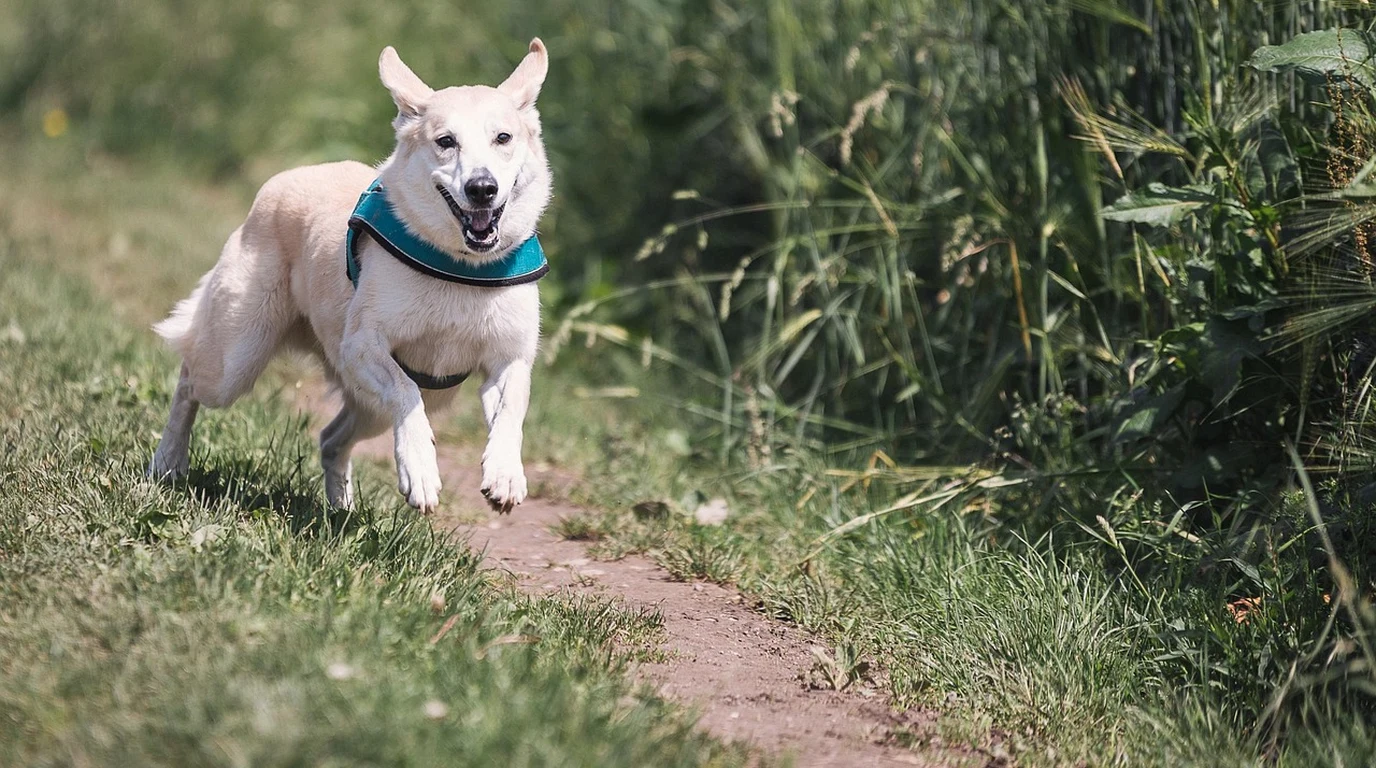 decompression-walks-for-dogs-long-line-sniffari