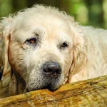 Dog Arthritis Pain: Librela vs Adequan vs Galliprant