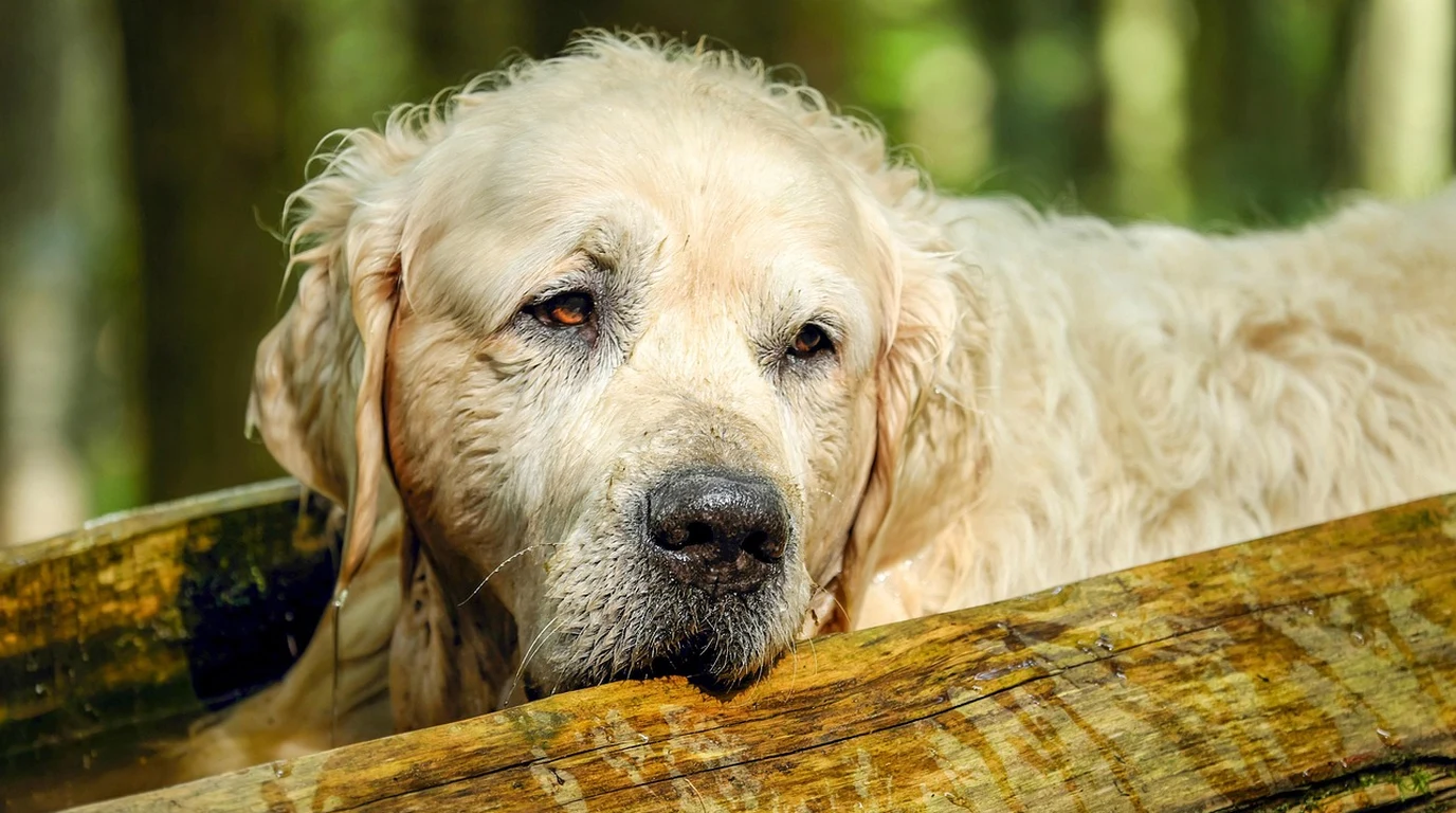 dog-arthritis-pain-librela-vs-adequan-vs-galliprant