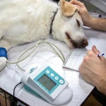 Dog Blood Work Explained: CBC & Chemistry Panels