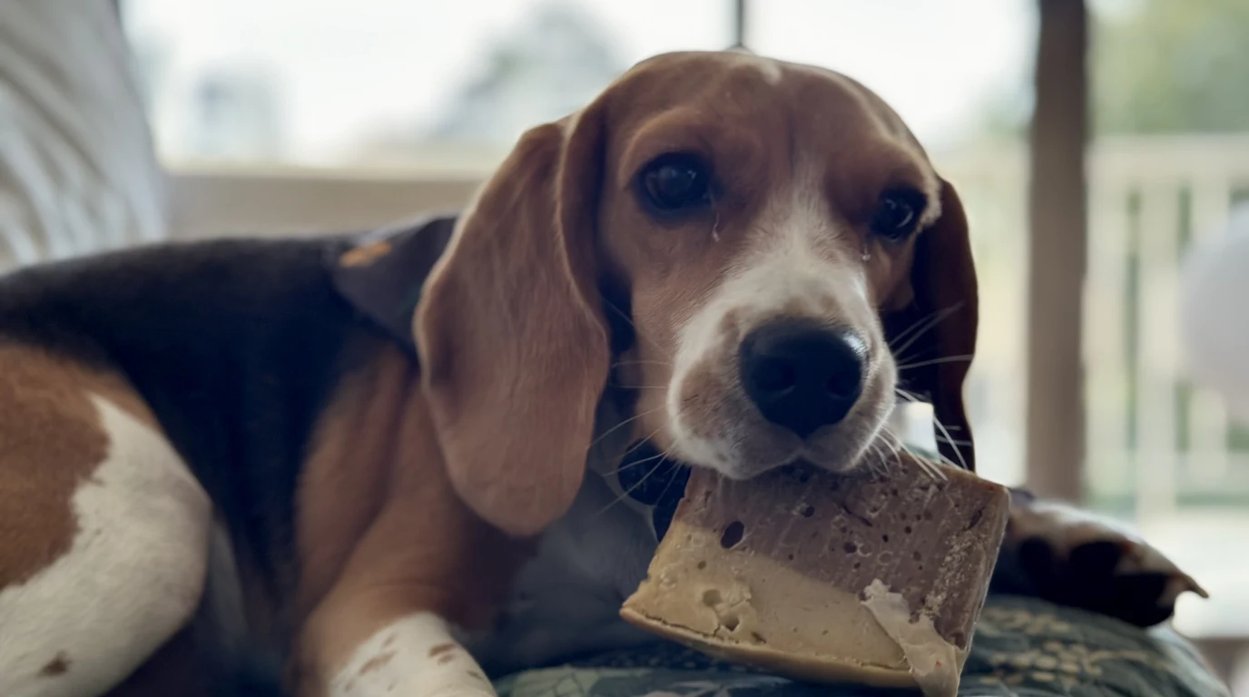 Dog Elevated Dog Bowls: Bloat & Cervical Spine Risk