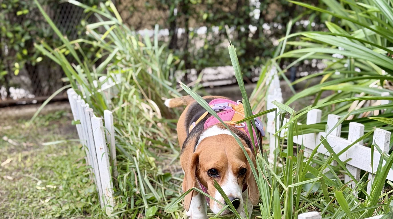 Dog Spondylosis vs IVDD: Spinal Radiographs & Mobility