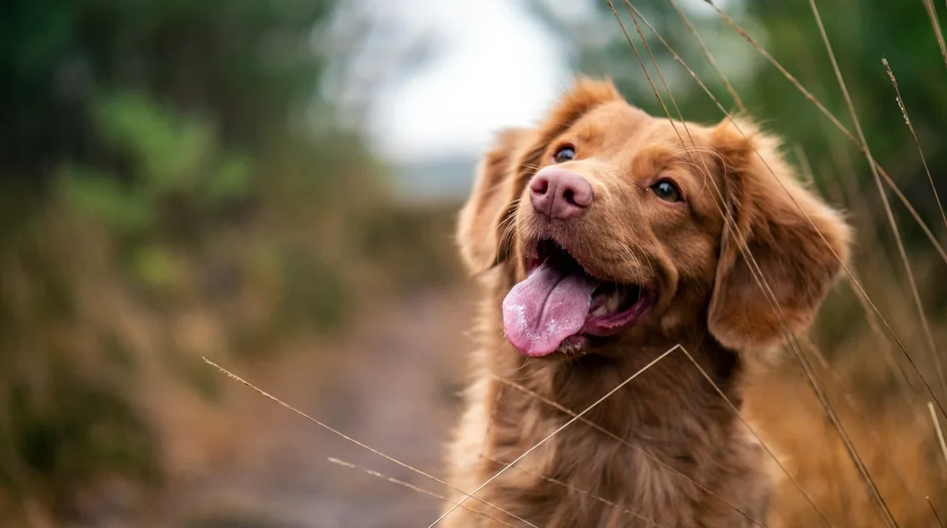 High quality wild caught salmon and omega-3 marine oil capsules for canine health