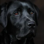 Labrador Retriever Longevity: The POMC Gene & Health